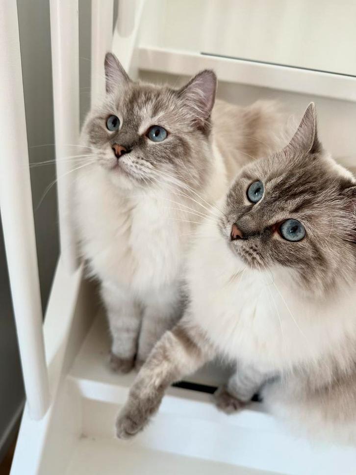 Herplaatsing Ragdolls, Dieren en Toebehoren, Katten en Kittens | Overige Katten, Poes