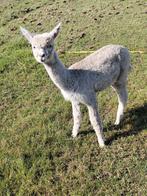 Alpaca hengstje, Dieren en Toebehoren, Overige Dieren, Oktober, Mannelijk
