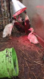 Indische loopeenden, Dieren en Toebehoren, Pluimvee, Geslacht onbekend, Eend