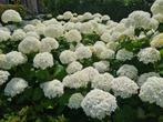 Hortensia Annabelle, Ophalen of Verzenden, Hortensia, Struik, Minder dan 100 cm