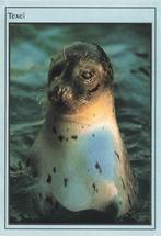 Texel, Zeehond, Ophalen of Verzenden, 1980 tot heden, Gelopen, Waddeneilanden