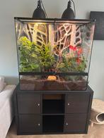Terrarium 90H 45D en 90B met onderkast en Wimpergekko, Dieren en Toebehoren, Ophalen, Zo goed als nieuw, Terrarium of Paludarium
