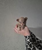 Super mooie chihuahua pup lilac kleur, Rabiës (hondsdolheid), Reu, 8 tot 15 weken, Meerdere