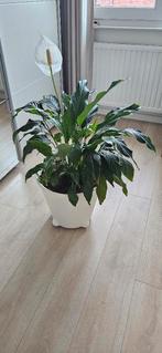 Spathiphyllum met pot, Huis en Inrichting, Kamerplanten, Ophalen, Halfschaduw, Minder dan 100 cm