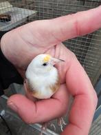 Parva mooie gezonde man van 2025, Dieren en Toebehoren, Mannelijk