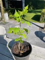 hibiscus plant, hibiscus struik, hibiscus boom, Minder dan 100 cm, Zomer, Volle zon, In pot