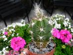 cactus - Trichocereus hybride, Ophalen of Verzenden, Cactus, Volle zon, Minder dan 100 cm