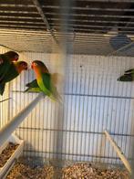Fischeries, Dieren en Toebehoren, Meerdere dieren, Parkiet