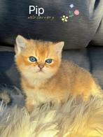100% british shorthair golden shaded cartoon cat, Dieren en Toebehoren, Katten en Kittens | Overige Katten, Kater