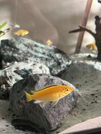 Malawi cicliden - labidochromis caeruleus Yellow, Dieren en Toebehoren, Vissen | Aquariumvissen, Vis