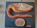 Anatomisch model regenworm N. Boubee, Ophalen of Verzenden