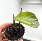 Maranta Silver band mini plantje, Huis en Inrichting, Kamerplanten, Overige soorten, Minder dan 100 cm, Ophalen of Verzenden, Halfschaduw