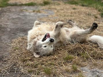 Nieuw kleinschalig huiselijk logeeradres voor uw hond beschikbaar voor biedingen
