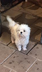 Maltezer reutjes, Dieren en Toebehoren, Honden | Chihuahua's en Gezelschapshonden, Maltezer, Reu, CDV (hondenziekte), 1 tot 2 jaar
