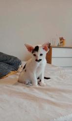 Oriental shorthair kitten., Gechipt, 0 tot 2 jaar, Kater