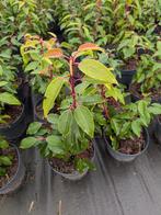 Prunus lusitanica- portugese laurier 30-40 cm, Ophalen, Laurier, Struik, Minder dan 100 cm