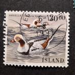 Ijsland pijlstaart, Ophalen of Verzenden, Dier of Natuur