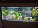 Hele vissenbestand te koop ivm verhuizing, Ophalen, Zo goed als nieuw, Gevuld zoetwateraquarium