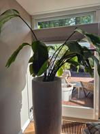 Strelitzia, Ophalen of Verzenden, Overige soorten