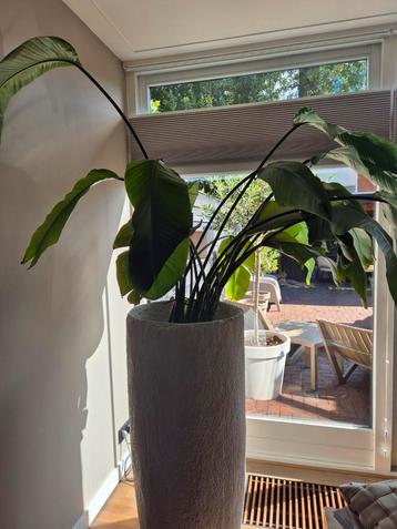 Strelitzia  beschikbaar voor biedingen