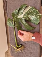 Monstera Deliciosa Albo Variegata stekken kamerplant, Huis en Inrichting, Kamerplanten, Ophalen of Verzenden, Halfschaduw, Minder dan 100 cm