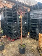 Diverse halfstam fruitbomen, Ophalen, Volle zon, Overige soorten