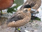 Hottentottaling | Siereenden | Broedkoppels, Dieren en Toebehoren, Pluimvee, Meerdere dieren, Eend