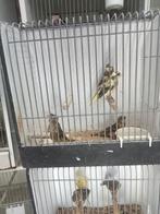 Diverse Harlekijn kanaries, Dieren en Toebehoren, Vogels | Kanaries, Meerdere dieren, Kleurkanarie