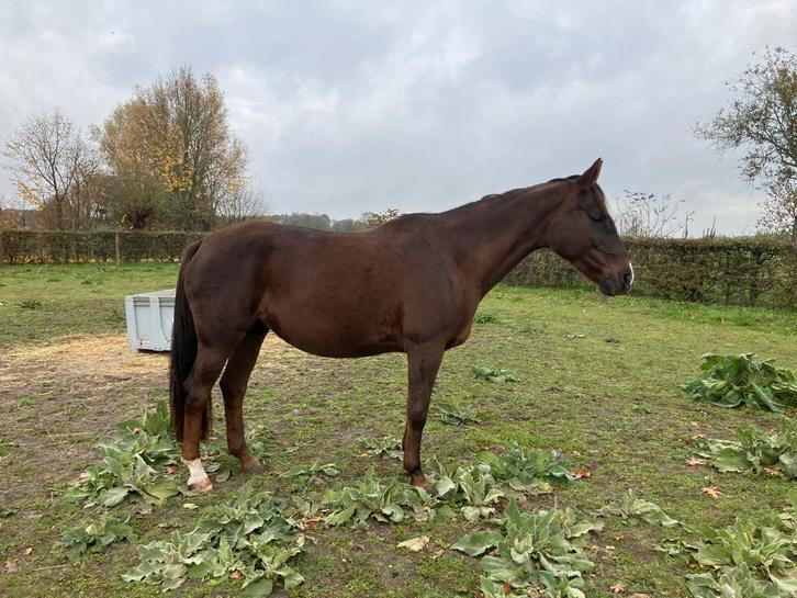Bijrijder 25+ gezocht in Stiphout, Dieren en Toebehoren, Paarden en Pony's | Verzorgingsproducten, Nieuw, Verzenden