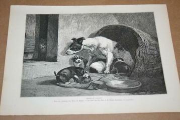 Antieke gravure - Hond met pups (Ronner Knip) - 1876 !! beschikbaar voor biedingen