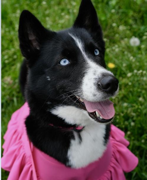 Prachtige Sendi, huskymix, 2 jaar oud, matig actief, Dieren en Toebehoren, Honden | Niet-rashonden, Middel, Teef, Particulier