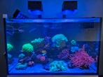 Red Sea Reefer XL300 zeeaquarium met alles erop en eraan, Ophalen, Gebruikt, Gevuld zeewateraquarium