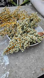 Deco bessen verkleuren naar donker blauw binnen, Ophalen of Verzenden