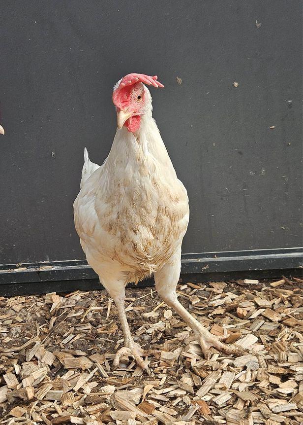 Tambora zoekt een huisje! (Legkip), Dieren en Toebehoren, Pluimvee, Kip, Vrouwelijk