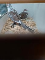 Bonte diamantduiven, Dieren en Toebehoren, Vogels | Overige Vogels, Meerdere dieren