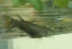 Gratis/goedkope vis gezocht, guppen garnalen neontetras etc, Vis