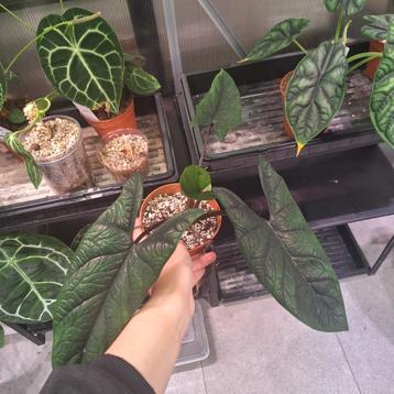 ACTIEPRIJS Alocasia scalprum (1) beschikbaar voor biedingen