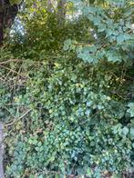 Bouwgrond gezocht, Ophalen of Verzenden, Tuinaarde