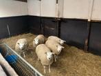 Witte boeren texelaar dekram dekrammen, Dieren en Toebehoren, Schapen, Geiten en Varkens, Mannelijk, Schaap