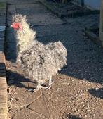 Zijdehoen haantje., September, Mannelijk