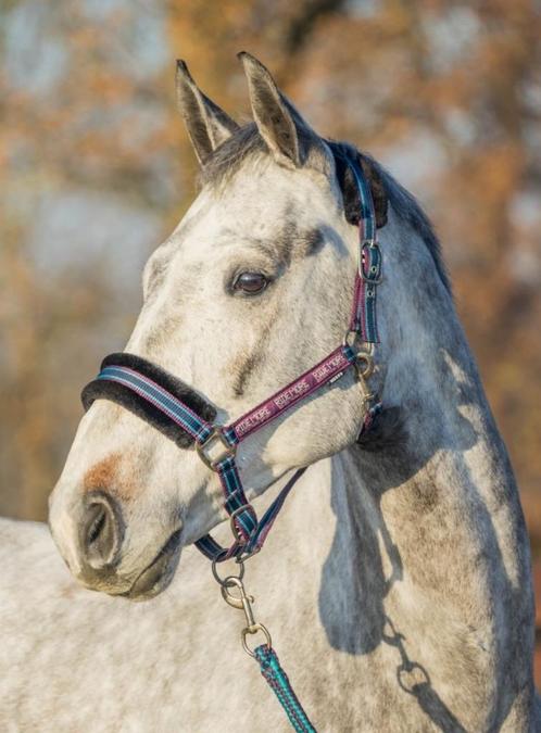 Nieuw Halsterset bont Ride More Aubergine maat pony en full, Dieren en Toebehoren, Paarden en Pony's | Overige Paardenspullen