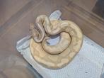 Python regius - Banana Fire het Piebald Poss. Yellow Belly, Dieren en Toebehoren, Reptielen en Amfibieën, Slang