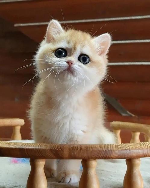 Prachtige zeldzame kleur Golden Shaded aangeboden, Dieren en Toebehoren, Katten en Kittens | Raskatten | Korthaar, Poes, 0 tot 2 jaar