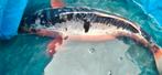 Koi karper rond de 50 cm, Dieren en Toebehoren, Vissen | Vijvervissen, Karper of Koi