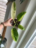 Philodendron Jose Buono, Ophalen of Verzenden, Overige soorten, Minder dan 100 cm
