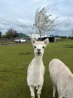Drachtige alpaca merries, Dieren en Toebehoren, Overige Dieren, Mei, Vrouwelijk