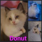 Ragdoll kittens van 9 weken oud., Dieren en Toebehoren, Katten en Kittens | Raskatten | Langhaar, Poes, Ontwormd, 0 tot 2 jaar