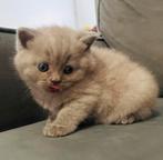 3 Britse Korthaar kittens, Blue Golden Shaded, Lilac, Fawn, Dieren en Toebehoren, Katten en Kittens | Raskatten | Korthaar, Meerdere dieren