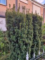 Taxus, Tuin en Terras, Planten | Bomen, Overige soorten, Bloeit niet, Ophalen