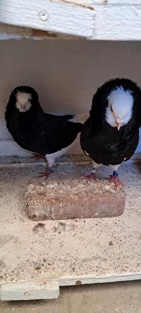 Te koop sierduiven Oudhollands kapucijnen duiven zwarte, Dieren en Toebehoren, Vogels | Duiven, Overige soorten, Meerdere dieren